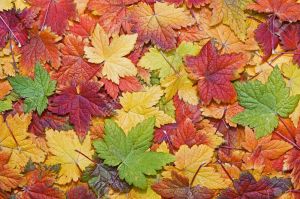 10794631-beautiful-autumn-leaves-filling-the-frame